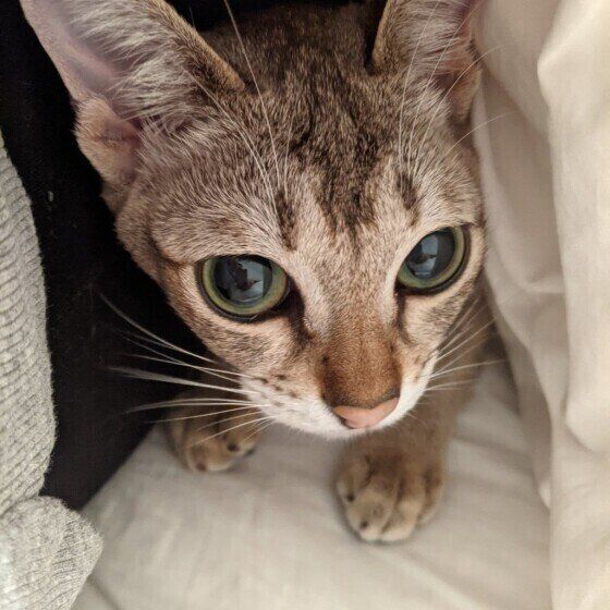 シンガプーラのまめ太郎ちゃんの甘え