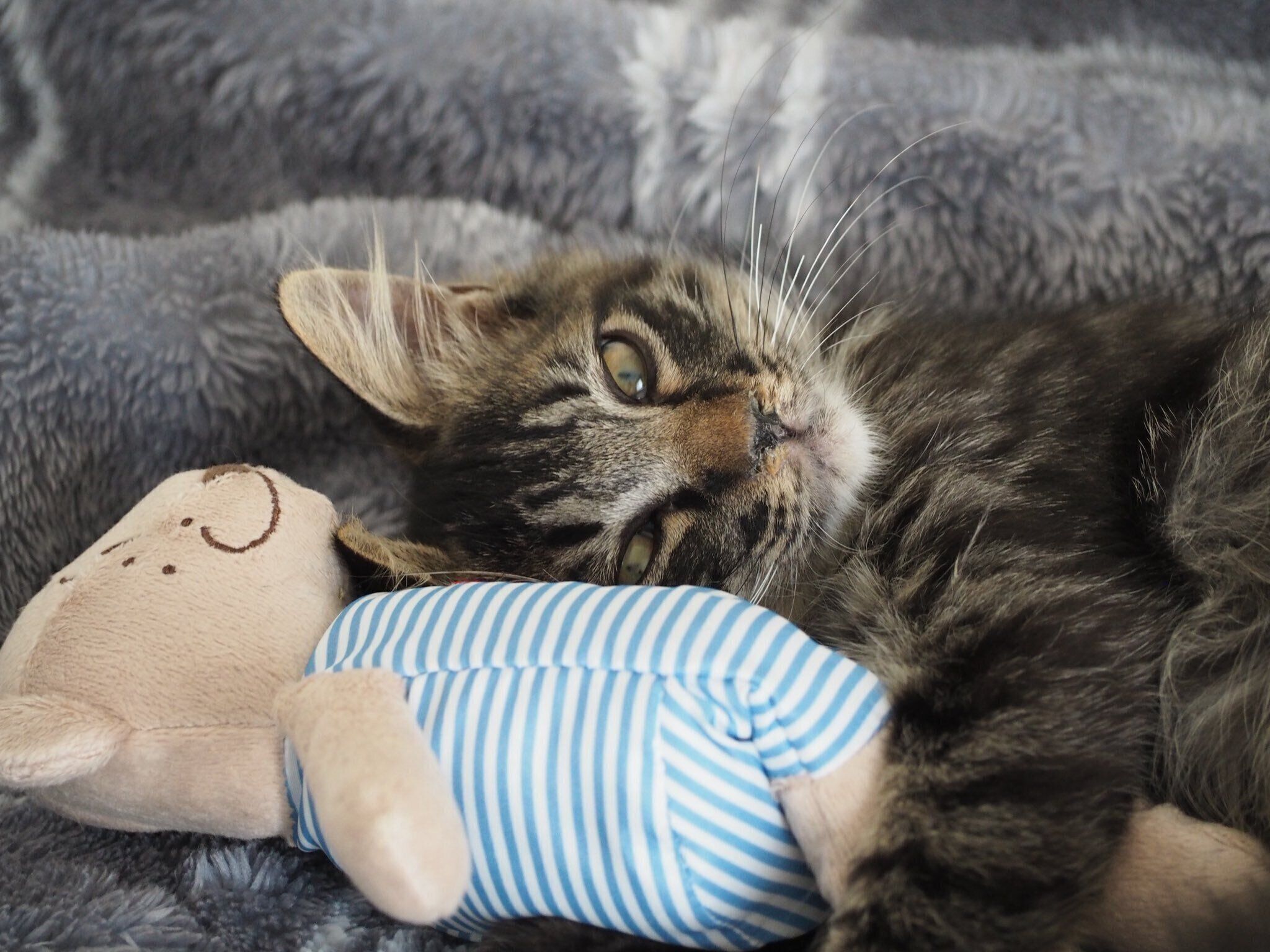 お迎え当初のふうまくん　ぬいぐるみを抱える様子がかわいい