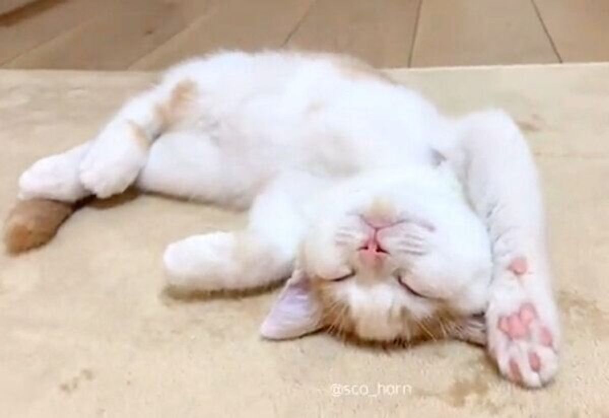 うちに来て数日後 とは思えない 笑 大胆すぎる子猫の寝相に大物の予感 ねこのきもちweb Magazine うちに来て数日後 とは思えない 笑 大胆すぎる子猫の寝相に大物の予感 ねこのきもちweb Magazine