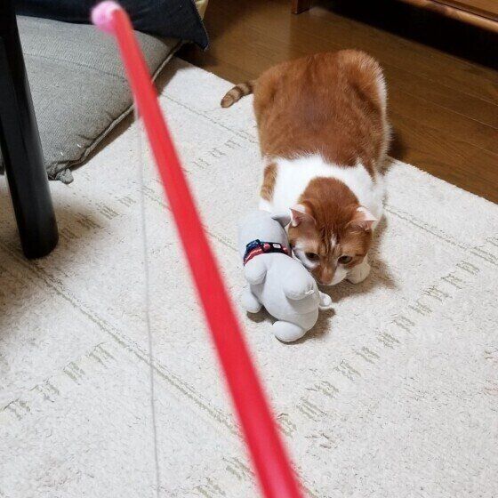 Mix（茶×白）のきなこくん♪