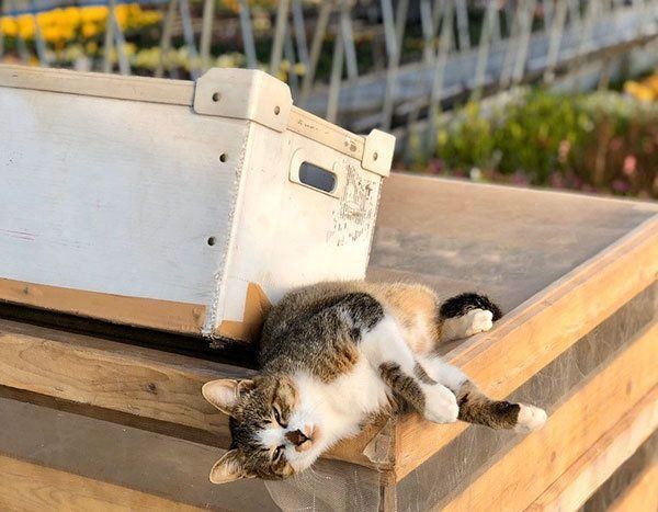 農場にいる侘助ちゃん