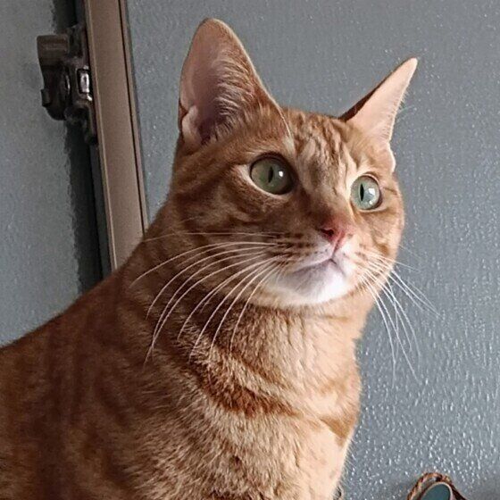 茶トラのトラくん