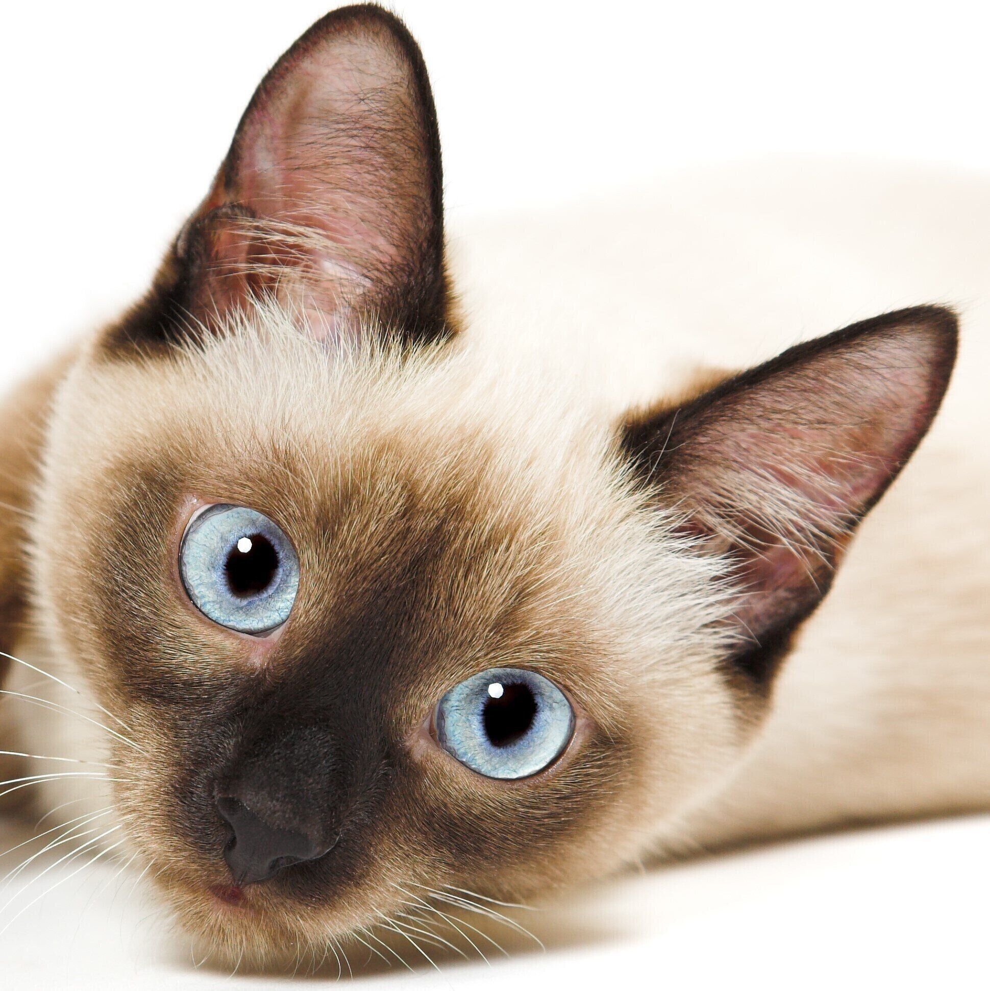 画像／iStock、Getty Images Plus