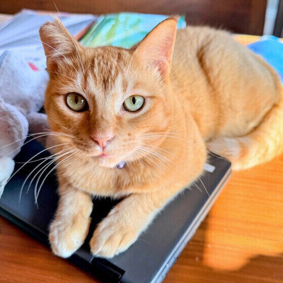 Mix（茶トラ）のはっさくくん♪