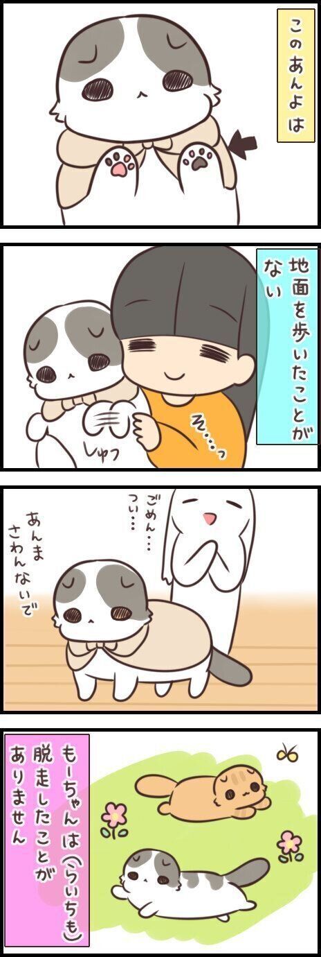 外を知らない愛猫はぷにぷに肉球。脱走防止の我が家のアイデア