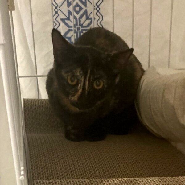 ケージの中で警戒していたくろみつちゃん