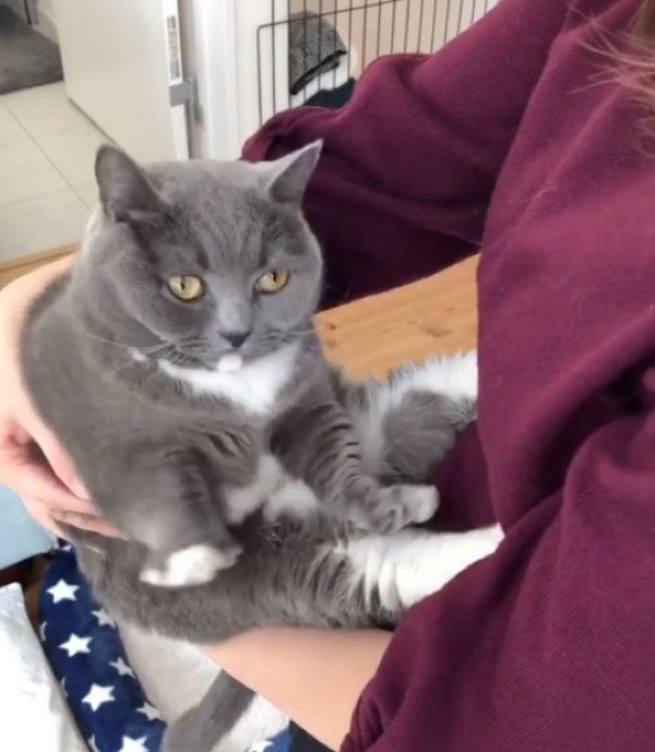 抱っこが嫌いなマンチカン