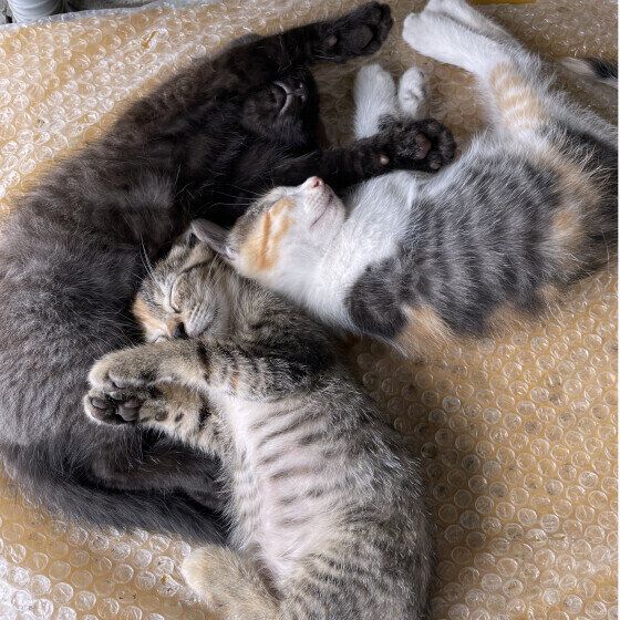 くっついて眠る黒白子猫