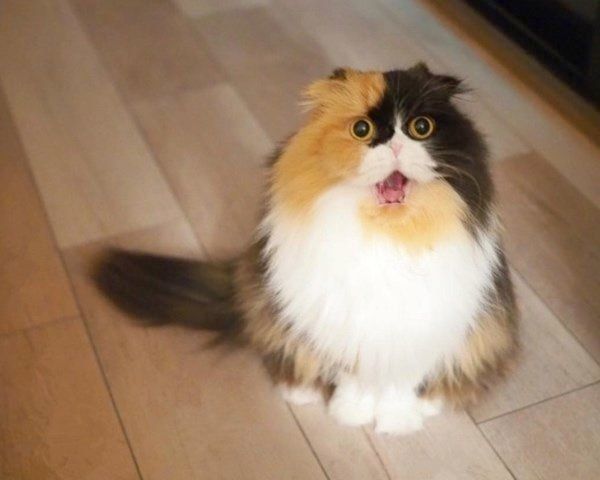 スコティッシュフォールドのきなこちゃん