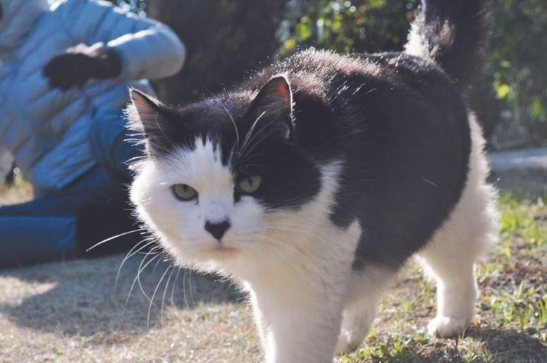 画像／ねこのきもち2023年1月号