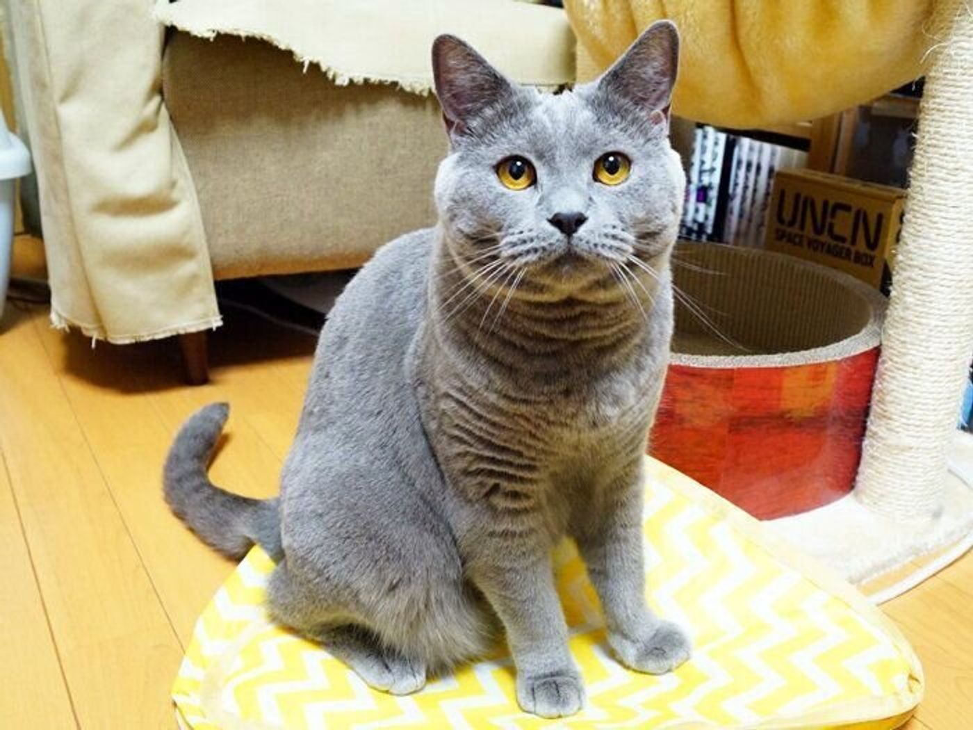 同調するコと忍耐強いコ 本日もねこ晴れなり Vol 319 ねこのきもちweb Magazine