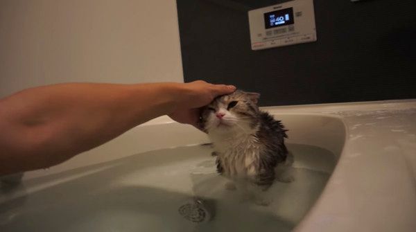 お風呂に入る猫