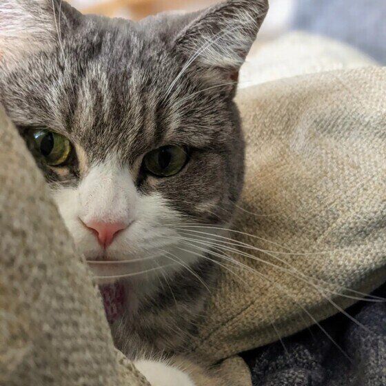 見つめるブリティッシュショートヘア