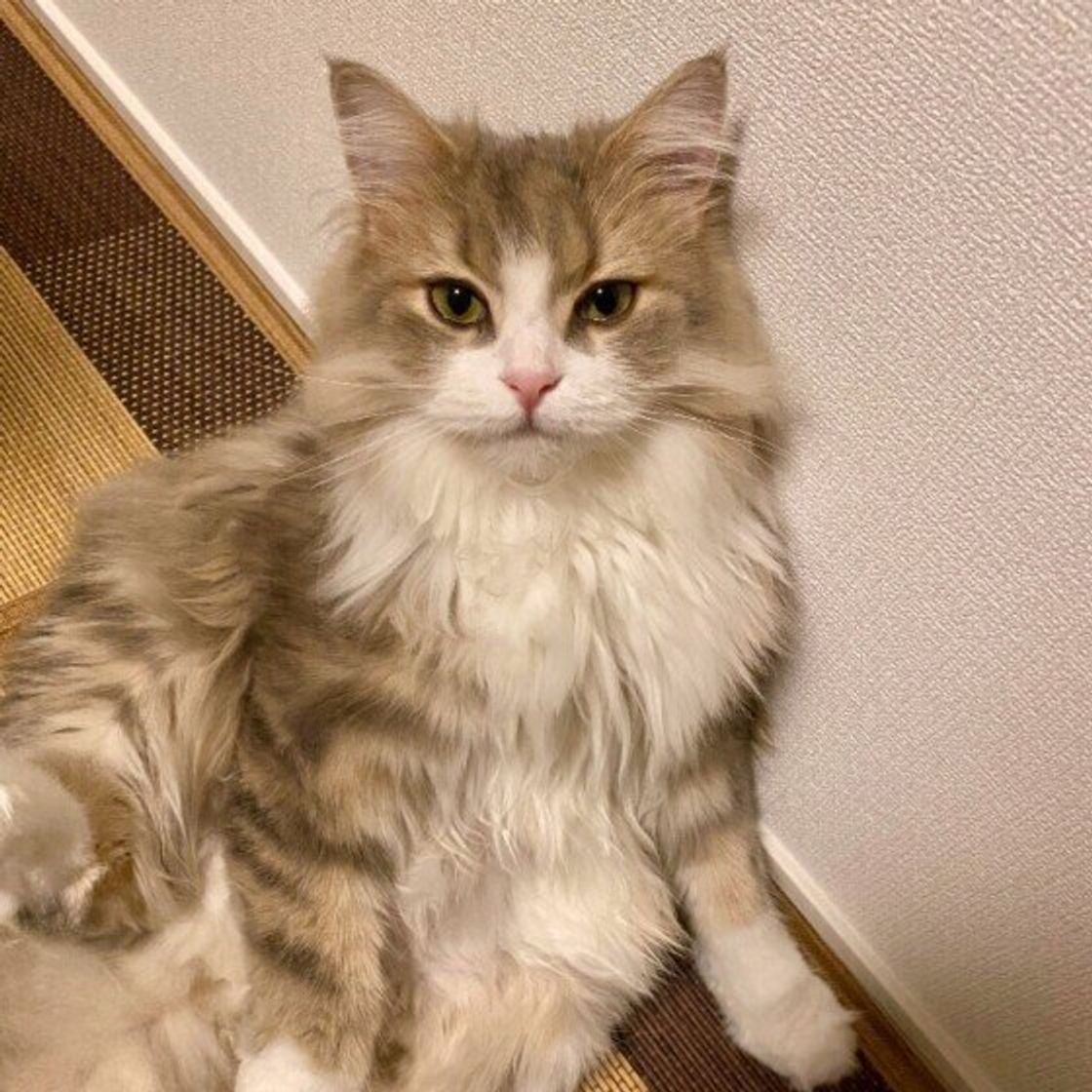 見た目がそっくり ラグドール を似ている2つの猫と比べてみた ねこのきもちweb Magazine 見た目がそっくり ラグドール を似ている2つの猫と比べてみた ねこのきもちweb Magazine