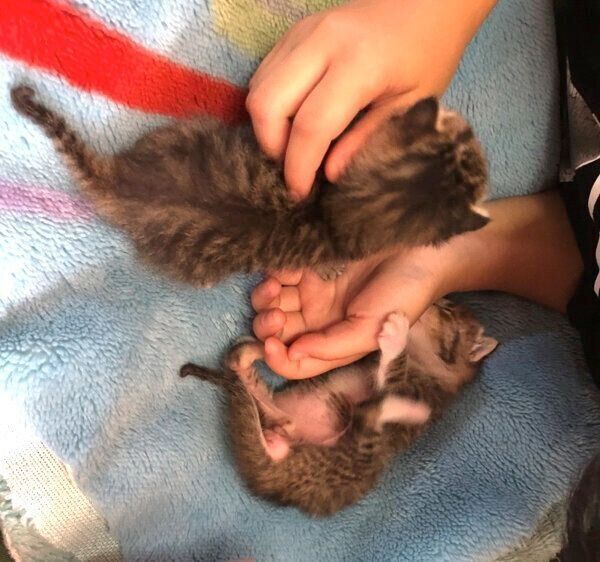 迎え入れたときのこんぶちゃん、もずくくん