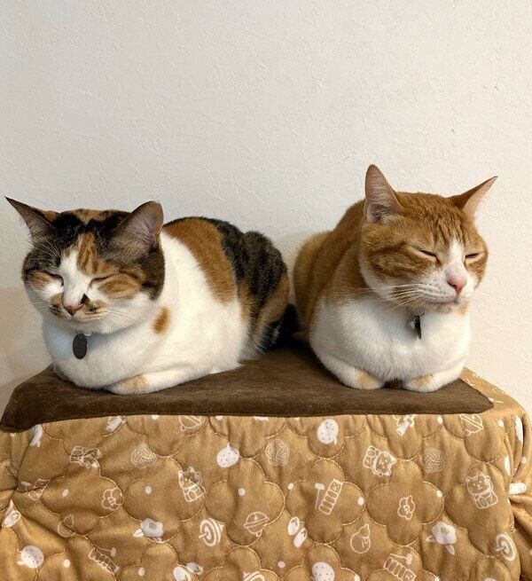 仲良く眠るコムギちゃん、卍丸くん