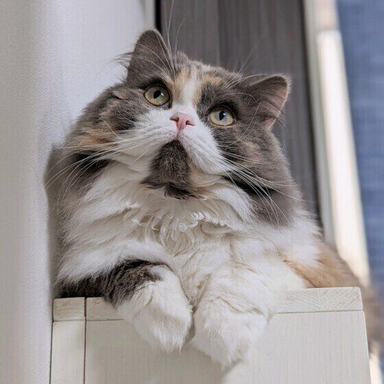 キャットウォークでのんびりするサイベリアン