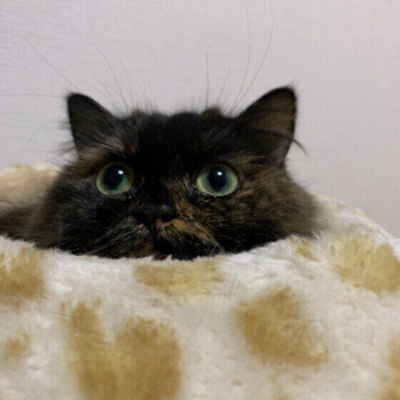 獣医師監修 猫にみかんを与えるときは注意が必要 与えるメリットとデメリットを解説 ねこのきもちweb Magazine