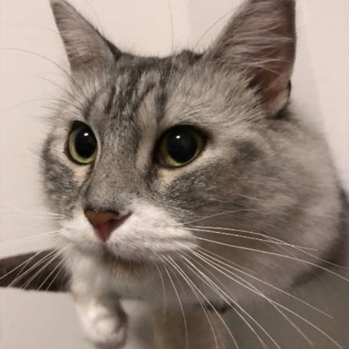 猫のゴロゴロ音はどうして鳴るの 最近聞かない は大丈夫 ねこのきもちweb Magazine 猫のゴロゴロ音はどうして鳴るの 最近聞かない は大丈夫 ねこのきもちweb Magazine