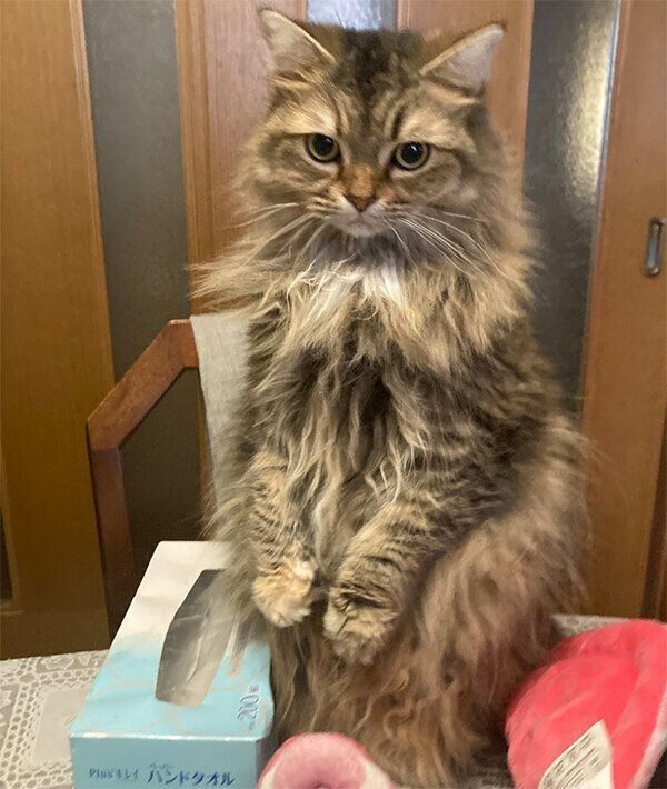 立ち上がるチャチャちゃん