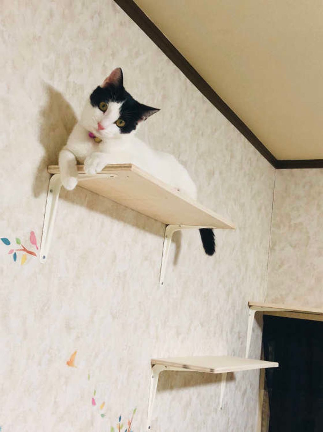 獣医師監修 猫は脱走したら帰ってくる 防止法 探し方 捕獲方法 ねこのきもちweb Magazine 獣医師監修 猫は脱走したら帰ってくる 防止法 探し方 捕獲方法 ねこのきもちweb Magazine