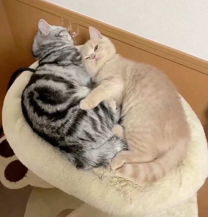 くっつくあんみつちゃん、しらたまくん