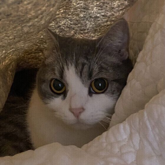 隠れているスコティッシュフォールドのまるくん