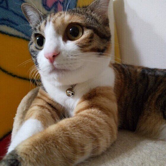 くつろぐ三毛猫