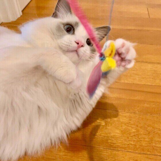 こむぎちゃん（ラグドール）