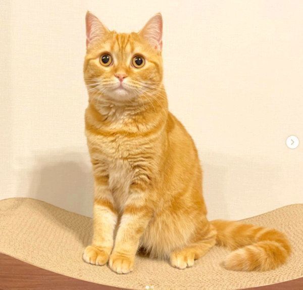 茶トラのhanaちゃん