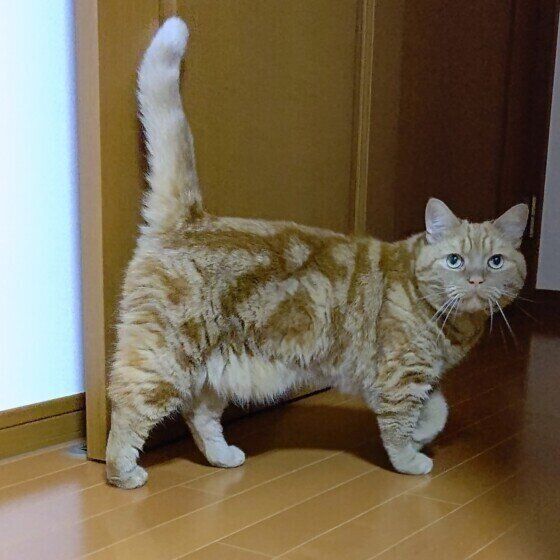 しっぽをピーンと立てる龍太くん