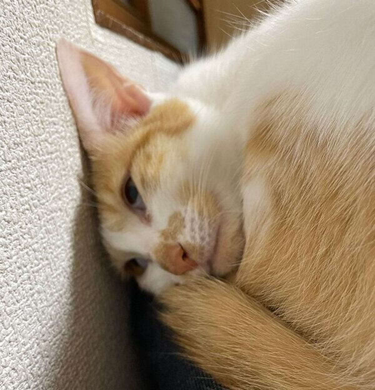 猫の寝顔を確認したら 想像と違いすぎて爆笑 覚醒したあとの表情 も可愛かった ねこのきもちweb Magazine 猫の寝顔を確認したら 想像と違いすぎて爆笑 覚醒したあとの表情 も可愛かった ねこのきもちweb Magazine