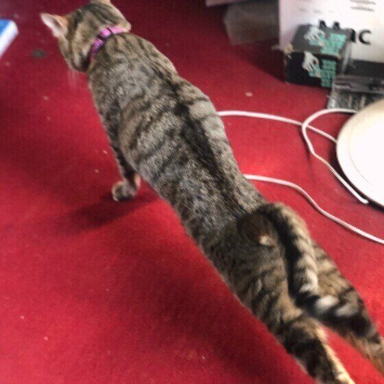 キジトラMIXのココちゃん