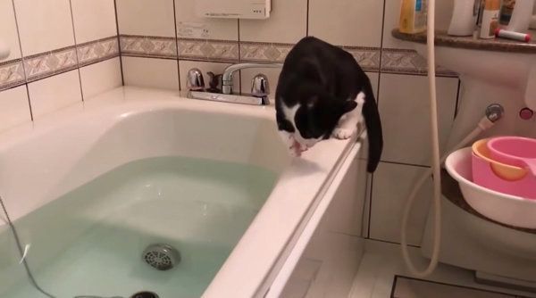 お風呂で遊ぶ猫