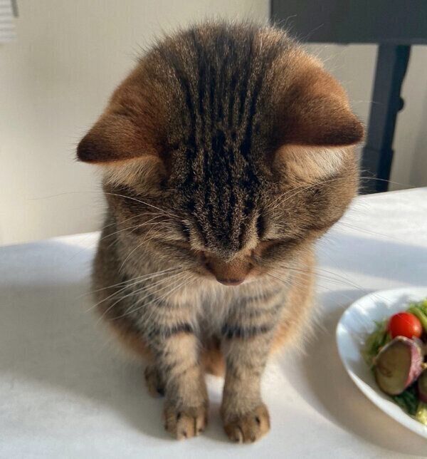 なでられ待ちのどんぐりくん