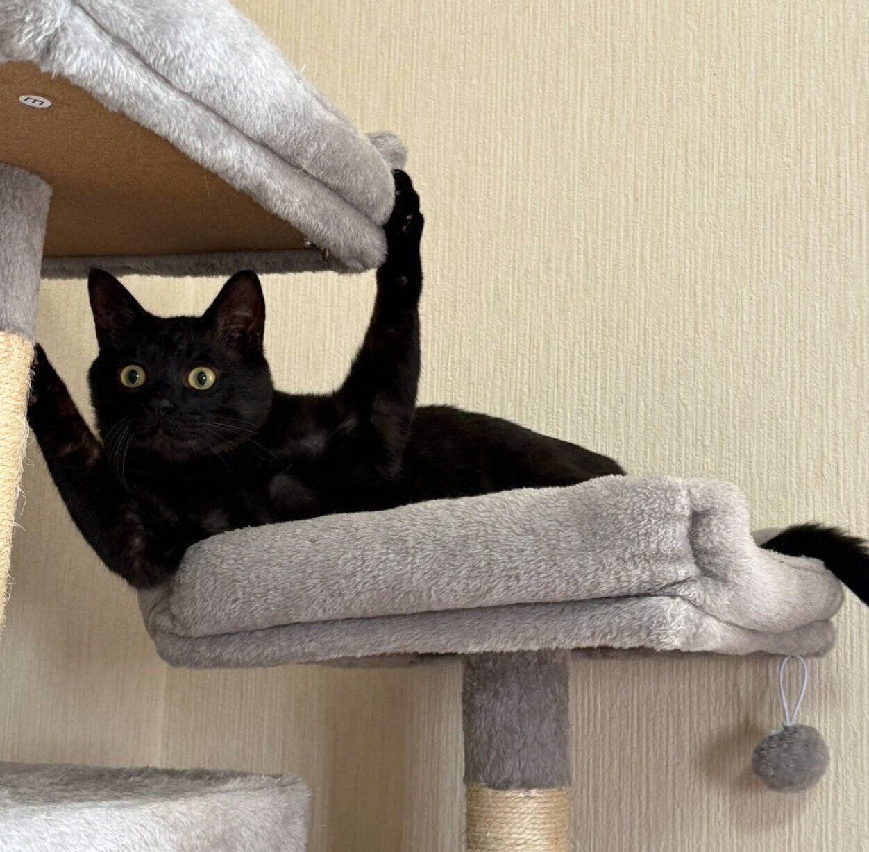 クスッとするポーズをするサラミくん