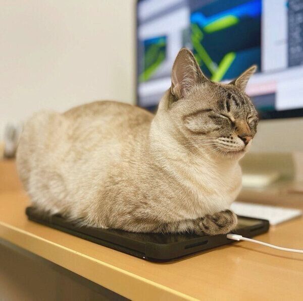 眠るノージーちゃん