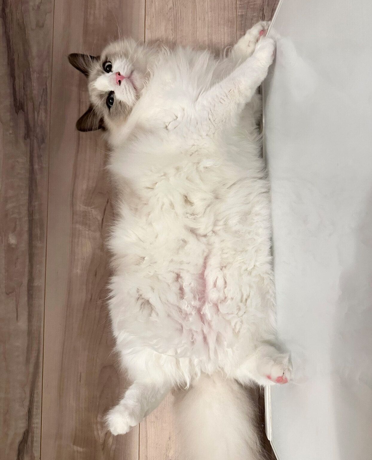 ヘソ天するはんぺんくん