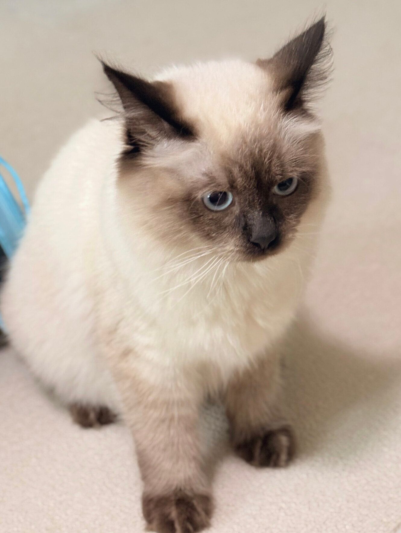 ぬいぐるみのようなるねくん