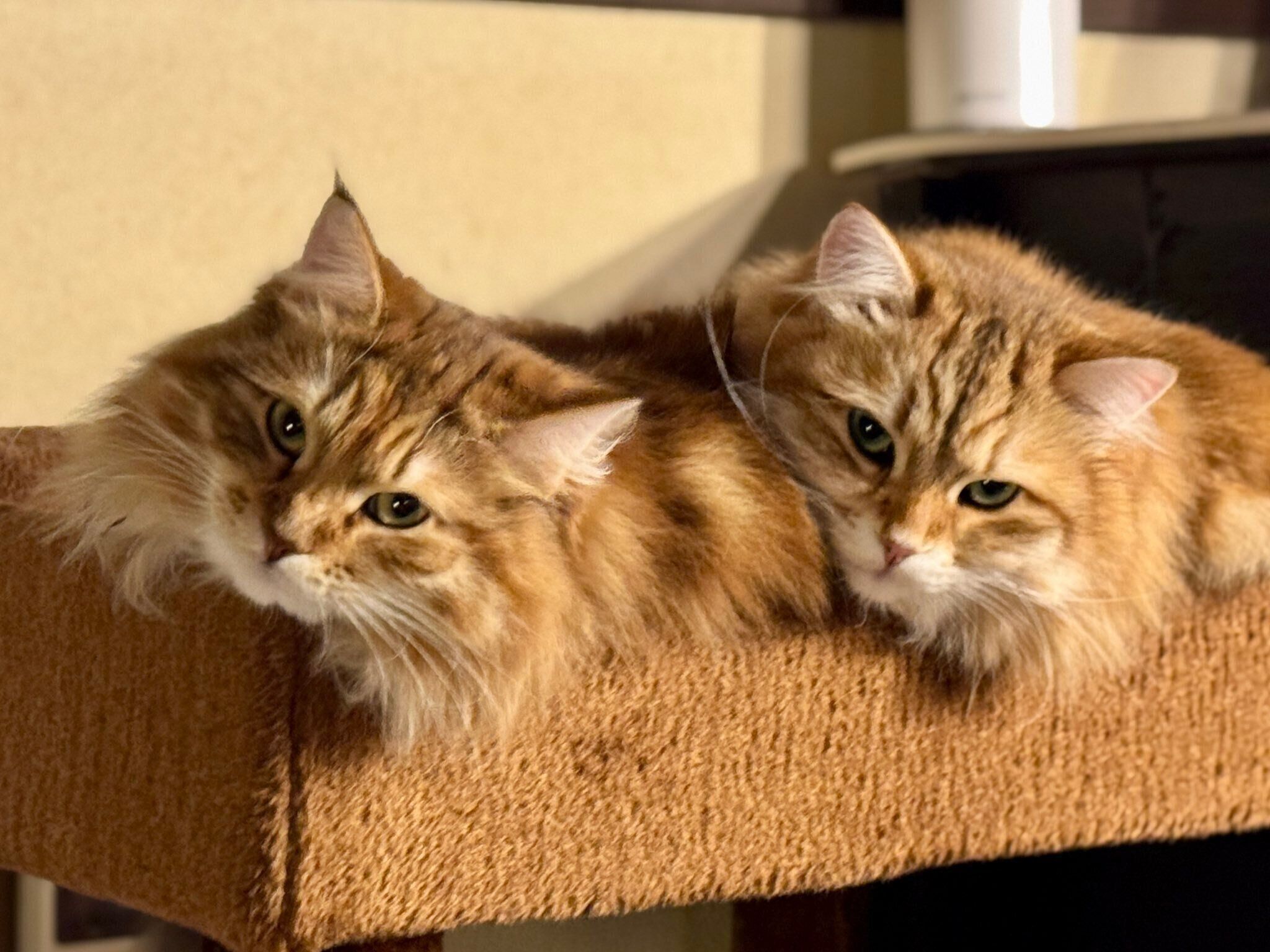 まったりするブランくん、シェリーちゃん