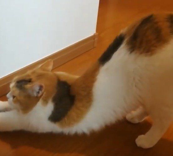 体がやわらかい、うずらちゃん