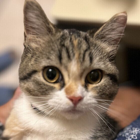 ココロ  マンチカンツンデレだけど可愛い