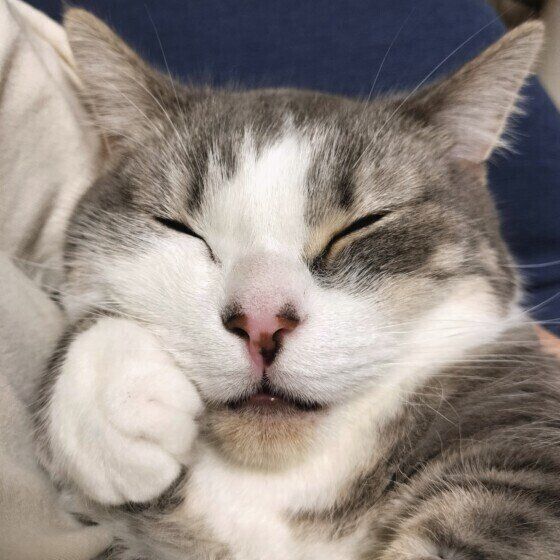 ミヌエットのゆきちくん