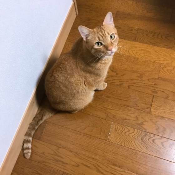 遊びのおねだり中（MIX、オス）