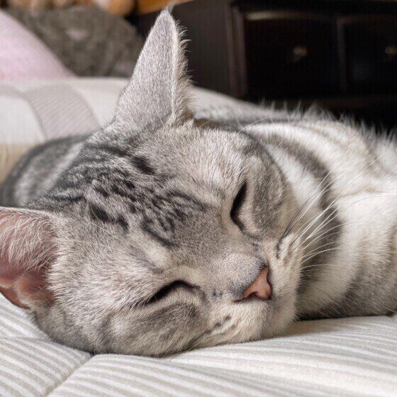 眠たい猫（アメリカンショートヘア、メス）