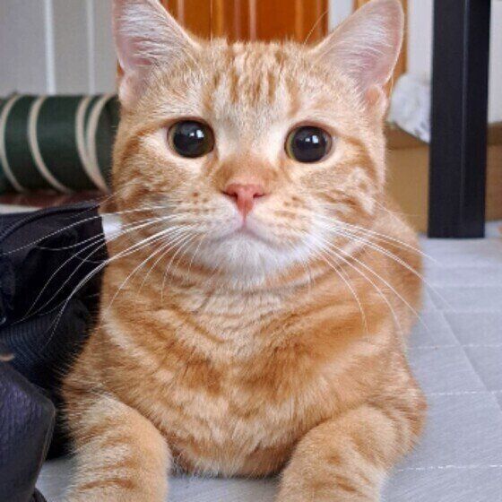 アメリカンショートヘアのミカエルちゃん♪