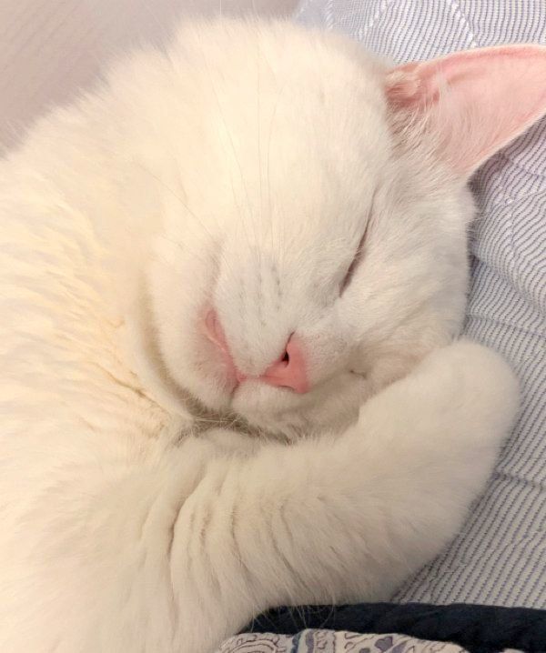 ぐっすり眠るたいちゃん
