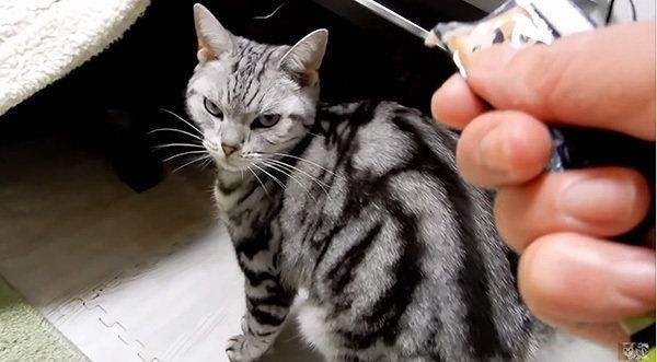 見つめるアメリカンショートヘア