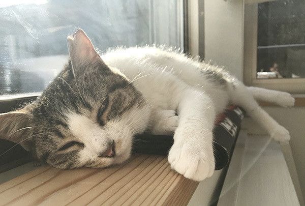 眠る猫