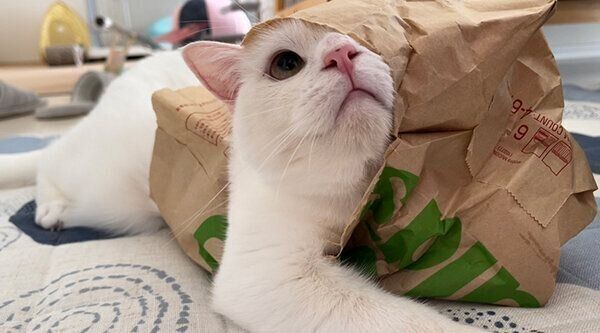 袋で遊ぶしらたまくん